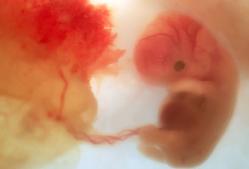 bebek-embriyo-gelisim