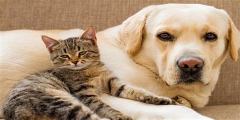 Evde Kedi ve Köpek Bakımı: Evcil Hayvanlara Nasıl İyi Bakılır?