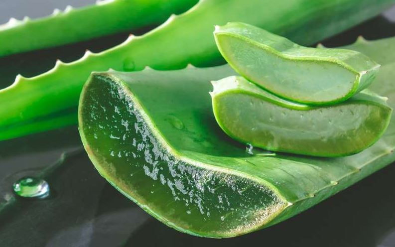 Aloe Vera faydaları Aloe Vera faydaları