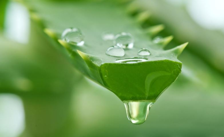 Aloe Vera faydaları Aloe Vera faydaları